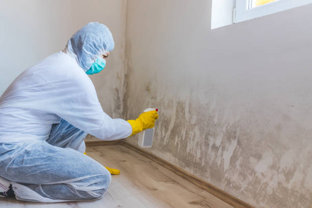 Licensed Commercial Mold Remediation service in Locust Valley, NY - WQB Mold Removal